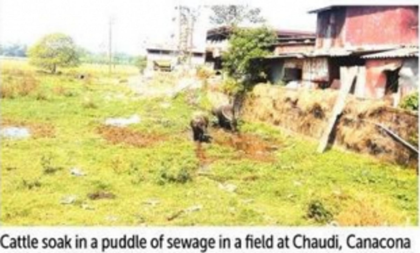 In growing tourism hotspot Canacona, effluents from hotels, market disposed of in the open