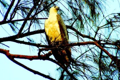 In search of Kaakan, the White Bellied Sea Eagle