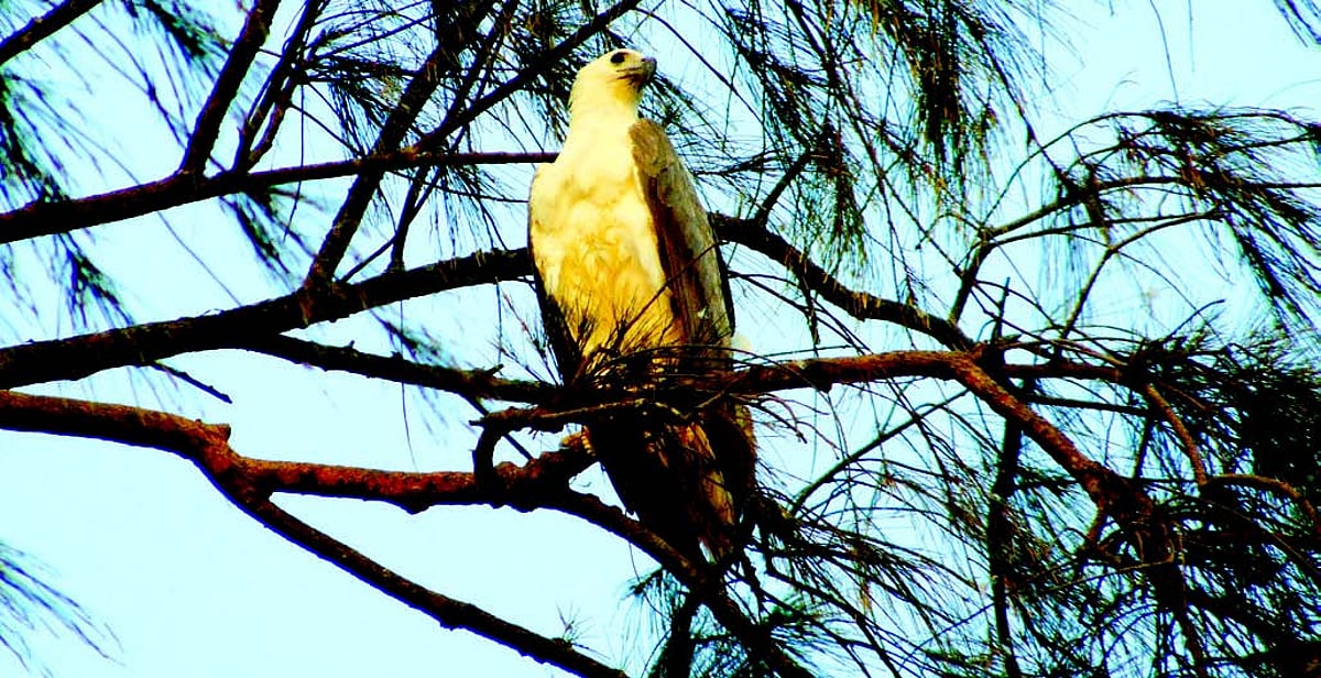 In search of Kaakan, the White Bellied Sea Eagle