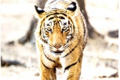 In the whole of India, tigers have declined only in & around Goa
