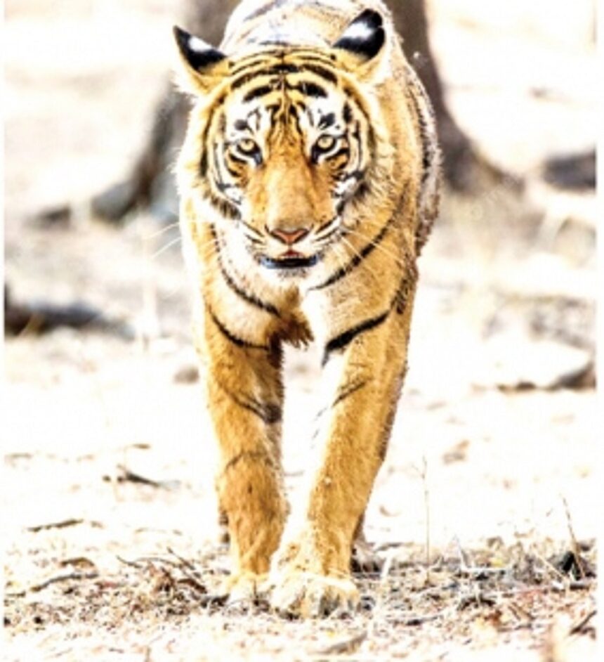 In the whole of India, tigers have declined only in & around Goa