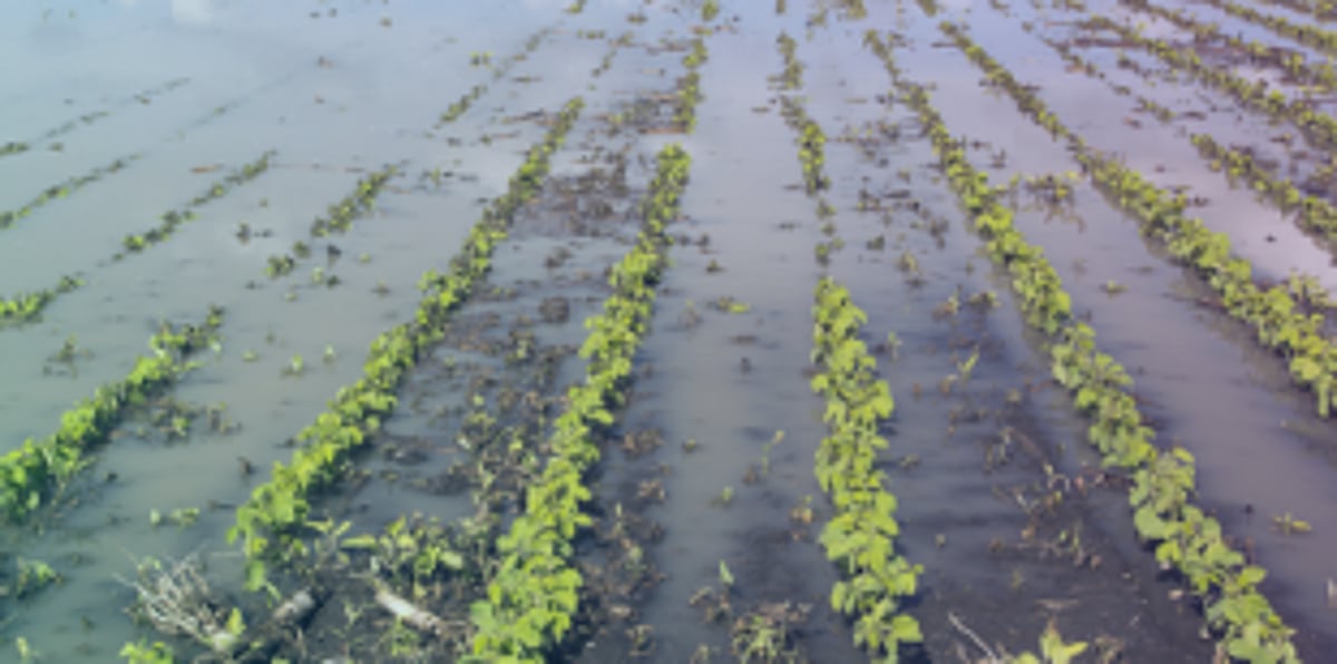 Incessant rains continue to batter Goa, damage crops