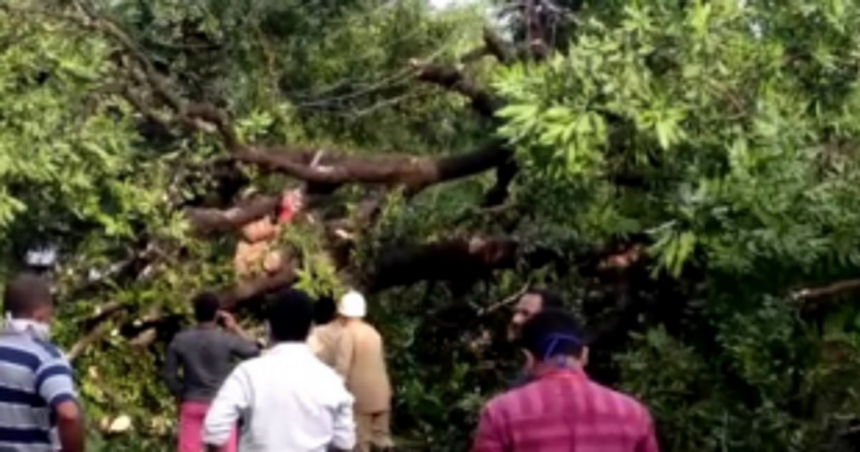 Incessant rains, gusty wind bring down many trees in Canacona, while some houses damaged