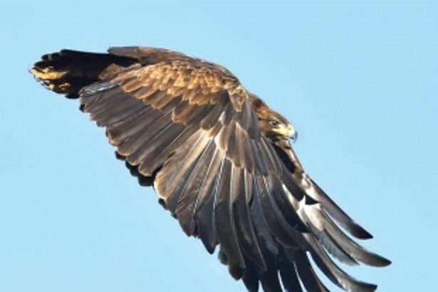 India’s first Raptor exhibition to  take off from Miramar tomorrow