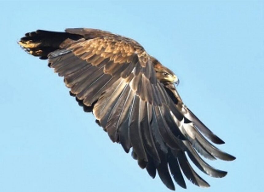 India’s first Raptor exhibition to take off from Miramar tomorrow 1 India’s first Raptor exhibition to take off from Miramar tomorrow