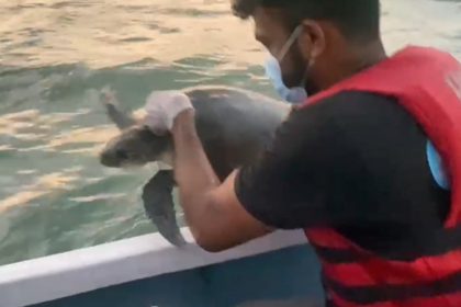 Injured Baby Turtle Rescued by Benaulim Fishermen and Brazilian Tourists Released Back into the Sea