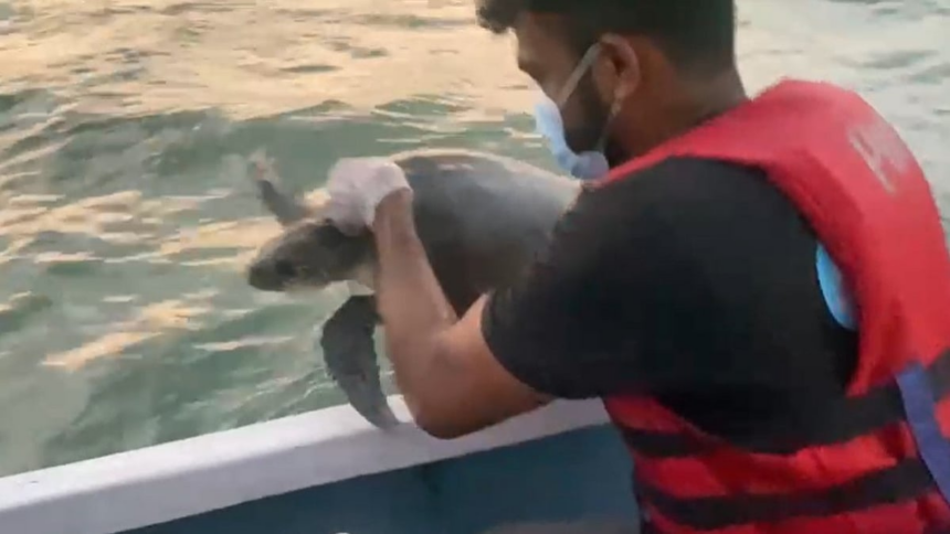 Injured Baby Turtle Rescued by Benaulim Fishermen and Brazilian Tourists Released Back into the Sea 1 Injured Baby Turtle Rescued by Benaulim Fishermen and Brazilian Tourists Released Back into the Sea
