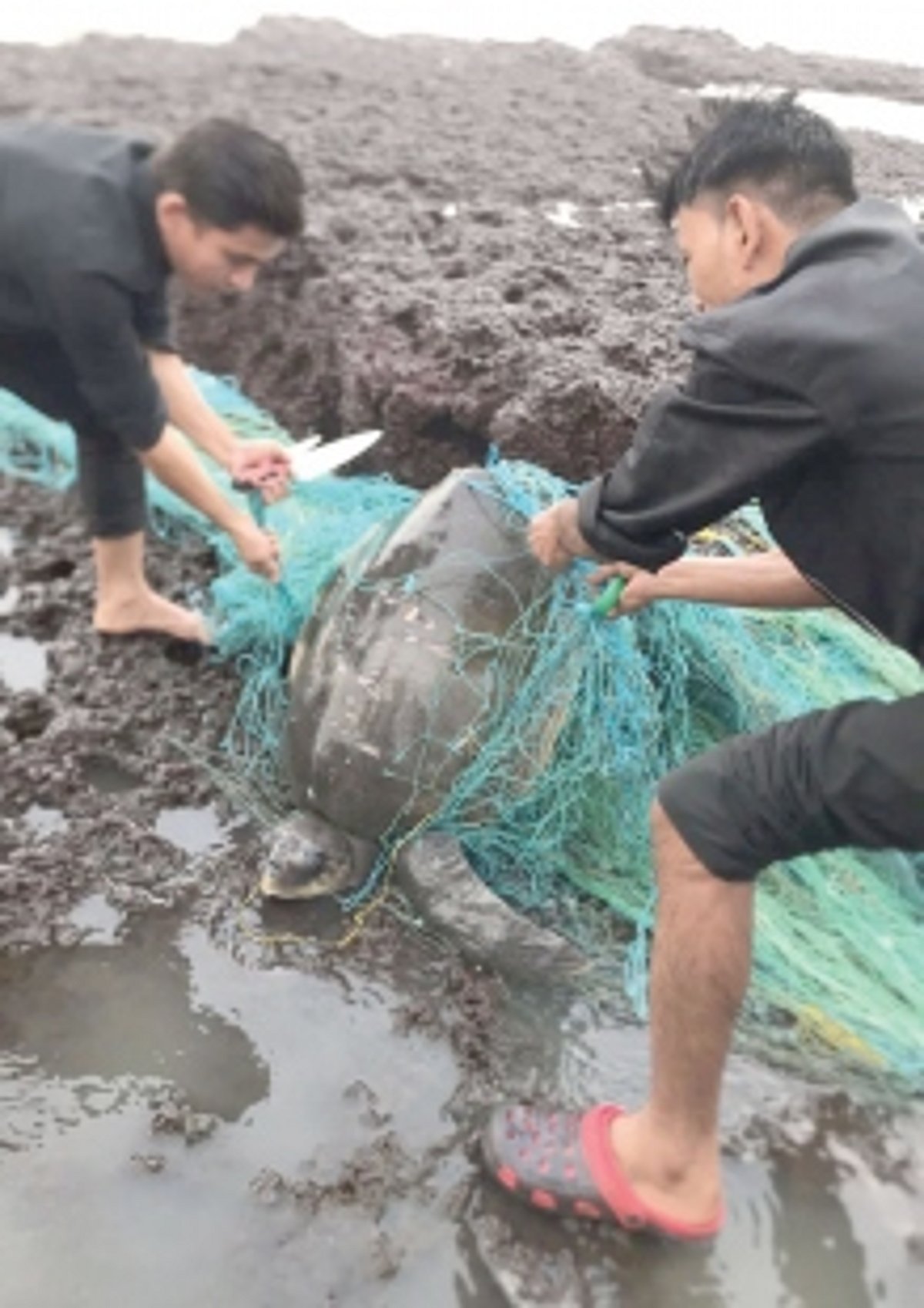 Injured Olive Ridley turtle rescued in Anjuna