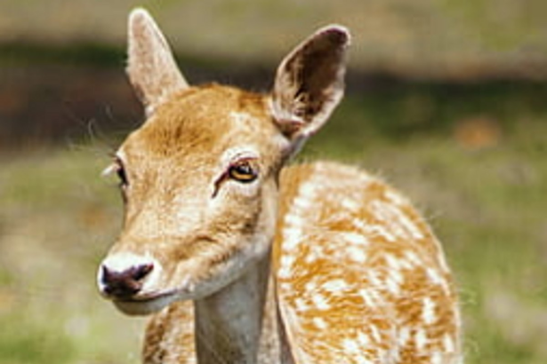 Injured deer   fawn rescued
