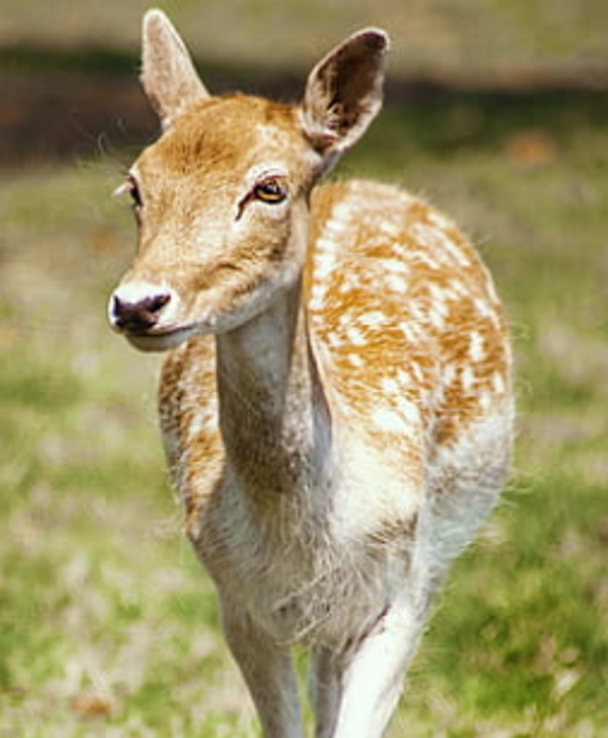 Injured deer fawn rescued 1 Injured deer fawn rescued