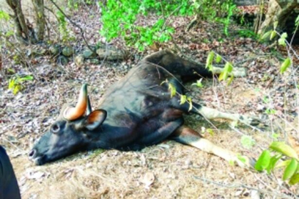 Injured gaur found dead, incinerated