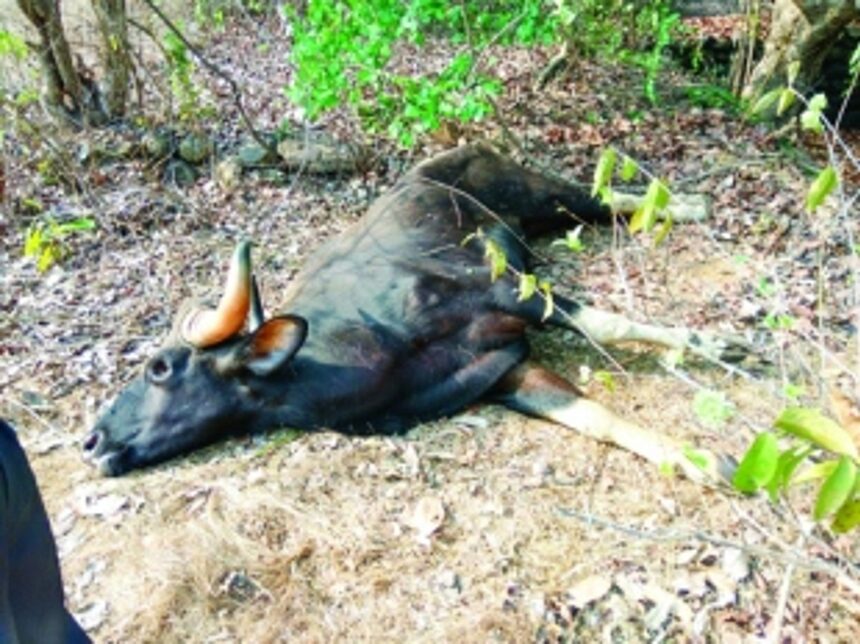 Injured gaur found dead, incinerated