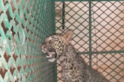 Injured leopard cub rescued at   Dharbandora