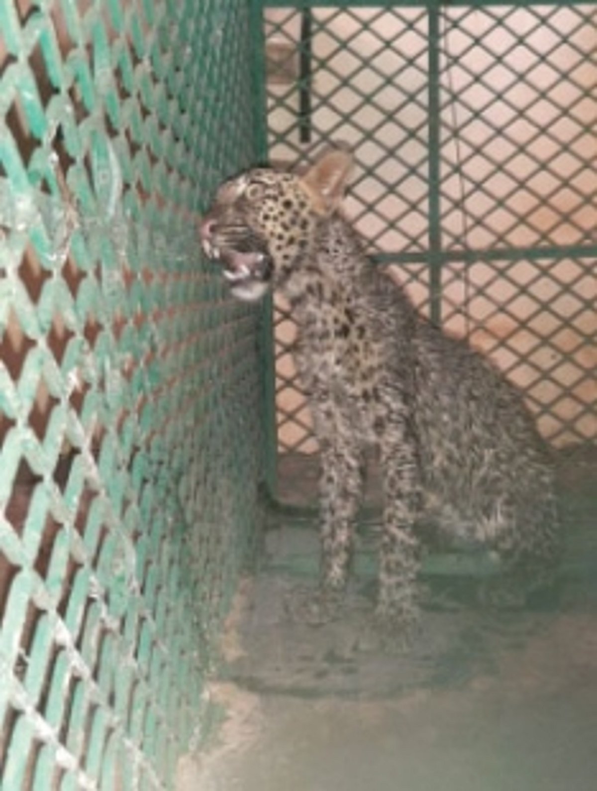 Injured leopard cub rescued at   Dharbandora