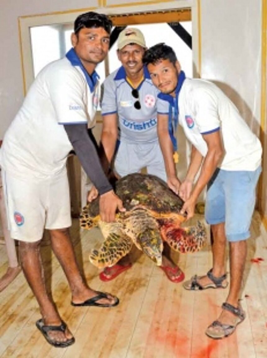 Injured turtle rescued 1 Injured turtle rescued