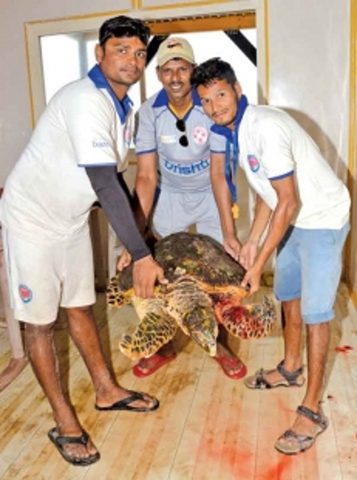 Injured turtle rescued