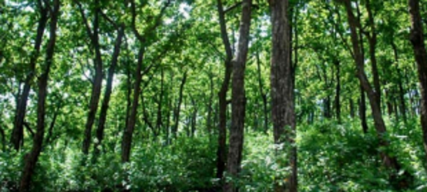 Inspection of private forest areas from Monday 1 Inspection of private forest areas from Monday