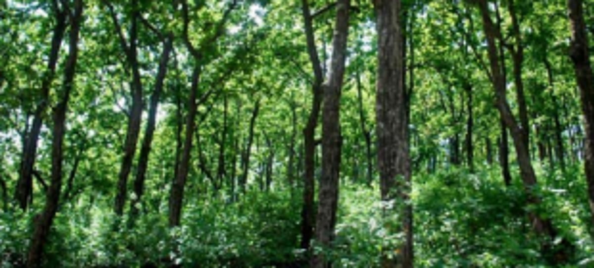 Inspection of private forest  areas from Monday