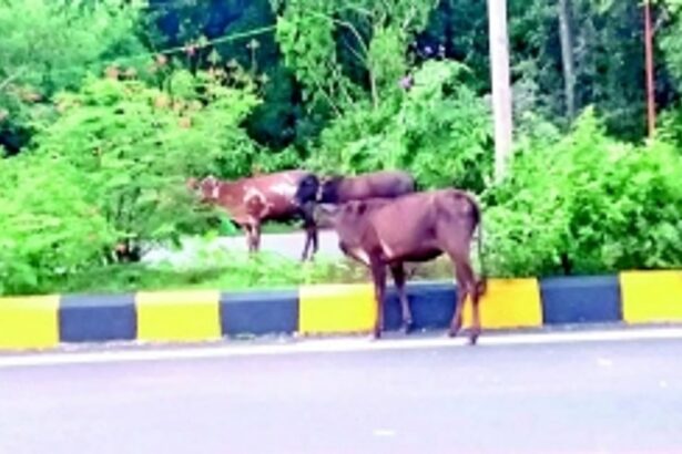 Install cautionary signboards on NH to alert commuters: Ponda, Dharbandora locals