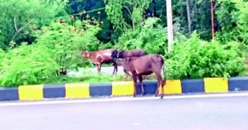 Install cautionary signboards on NH to alert commuters: Ponda, Dharbandora locals