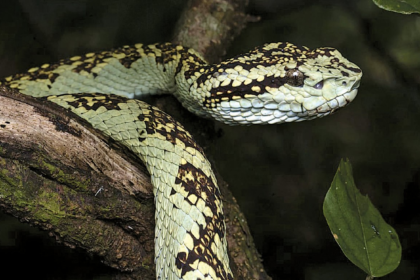 International Day for Biological Diversity 2025: Celebrating Life and Promoting Sustainability