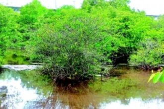 International Day for Biological Diversity:  A call for all to embrace nature’s wonders