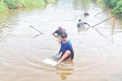 Invasive fish wiping out native species from village ponds, lakes