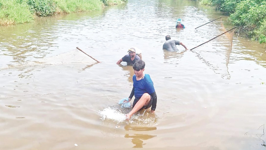 Invasive fish wiping out native species from village ponds, lakes