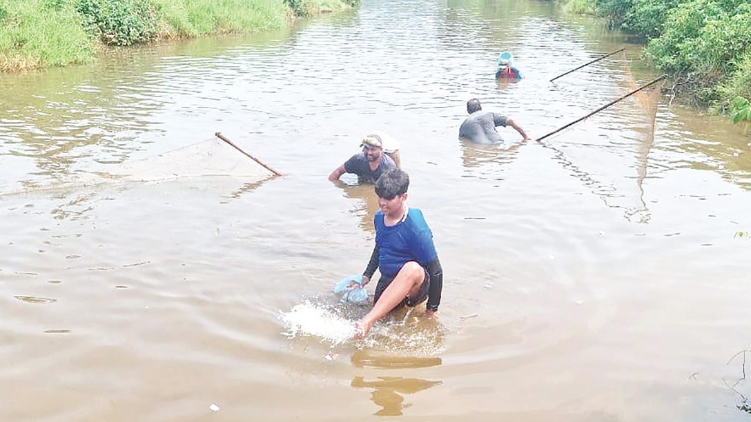 Invasive fish wiping out native species from village ponds, lakes