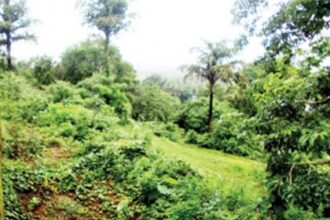 Ira Exotica gets TCP jolt