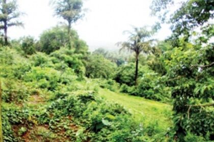 Ira Exotica gets TCP jolt