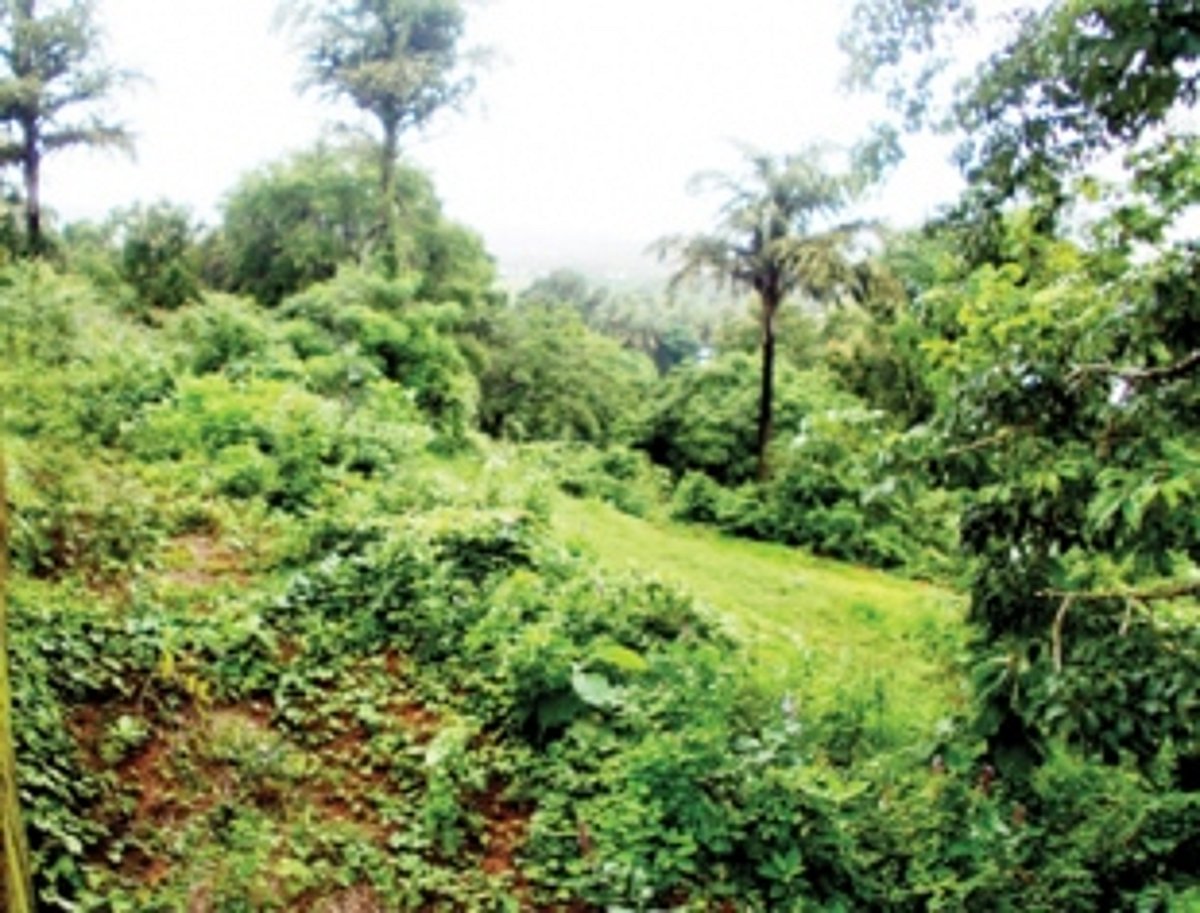 Ira Exotica gets TCP jolt