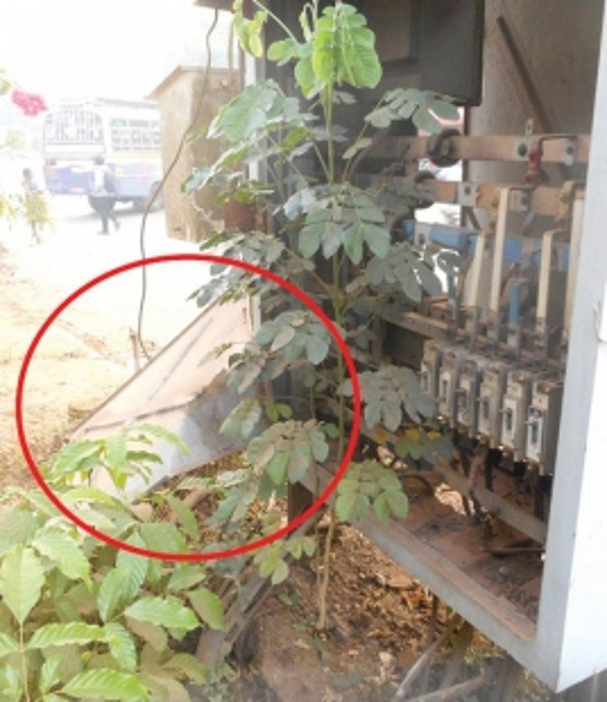 Irresponsible electricity dept