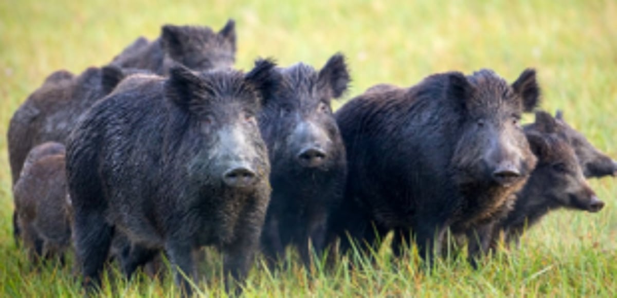 Is declaring animals as vermin the right option?