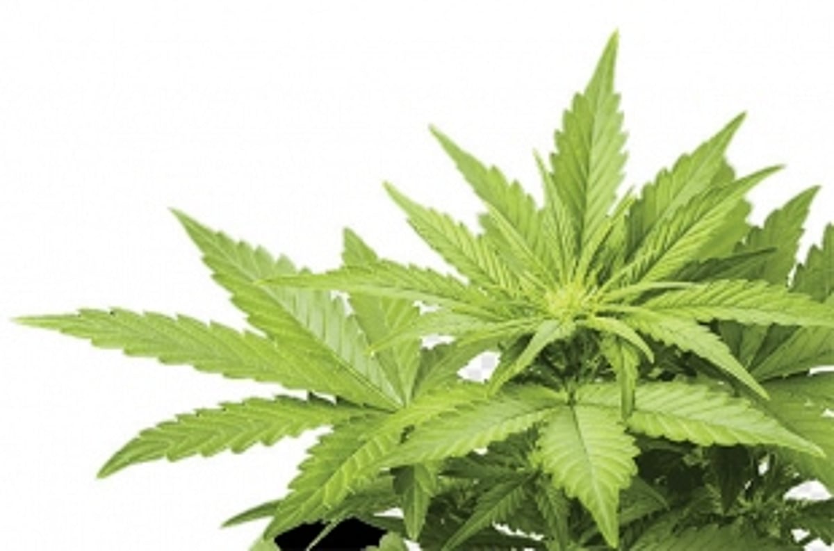 Is growing ‘grass’ a new work from home project allowed to ‘tourists’ in Goa?