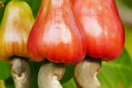Is it downhill for Goa’s cashew industry?
