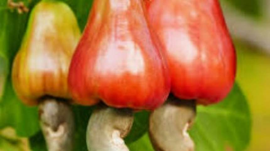 Is it downhill for Goa’s cashew industry?