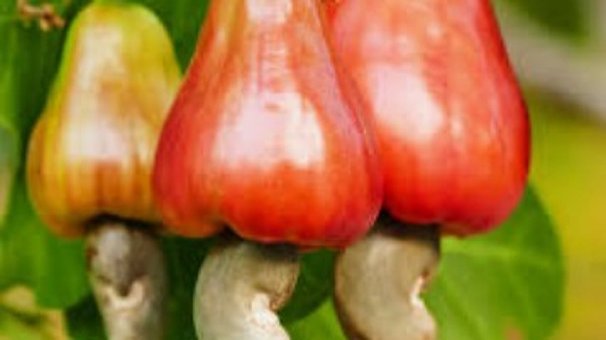 Is it downhill for Goa’s cashew industry?