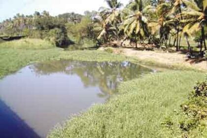 Is it our neglect and decadence that is killing the River Sal?