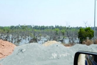 Is the destruction of mangroves deliberate?