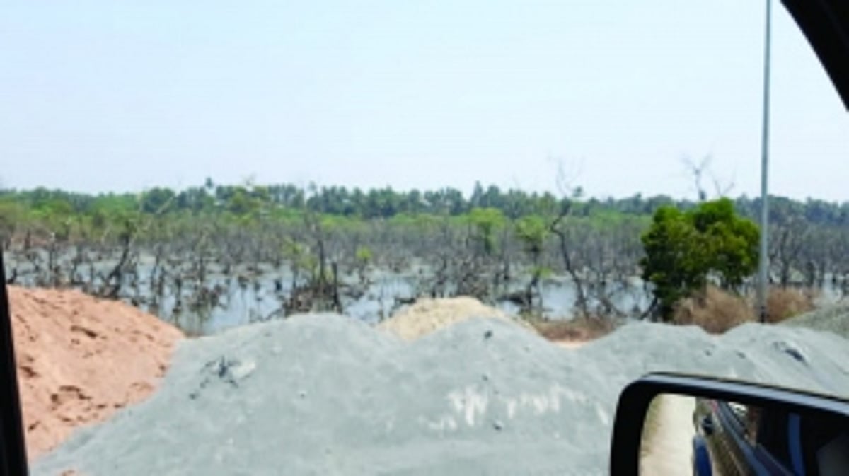 Is the destruction of mangroves deliberate?