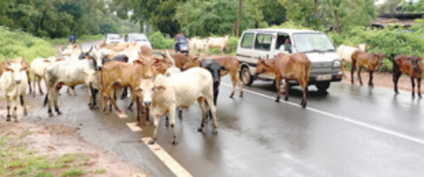 Issue of stray cattle menace taken up with Margao municipality