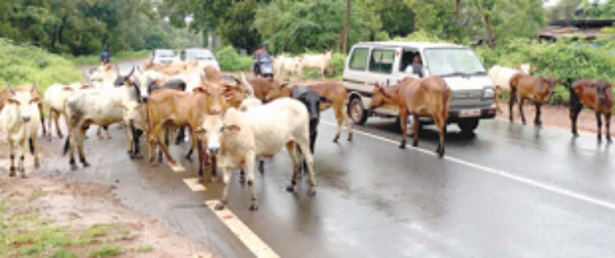 Issue of stray cattle menace taken up with Margao municipality