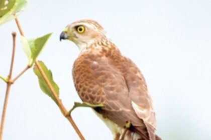 It’s all about the birds