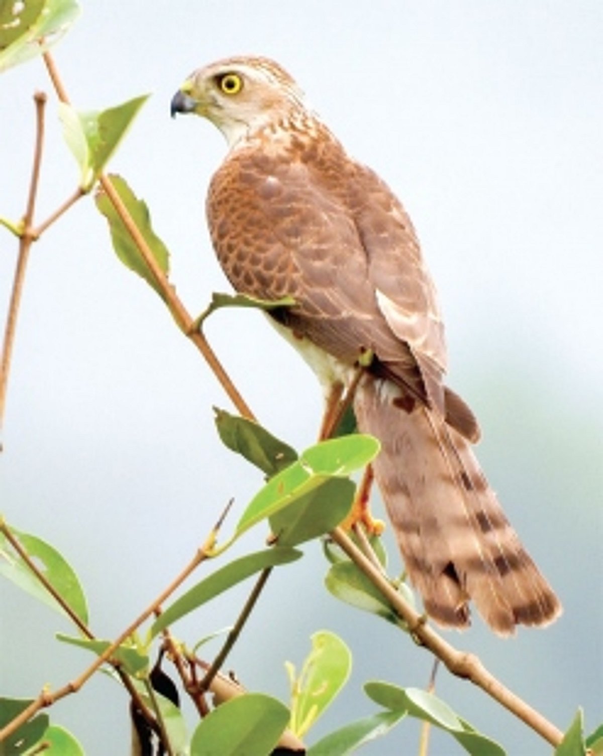 It’s all about the birds