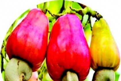 It’s not quite ‘feni’ as Goa’s cashew production dips with neglect