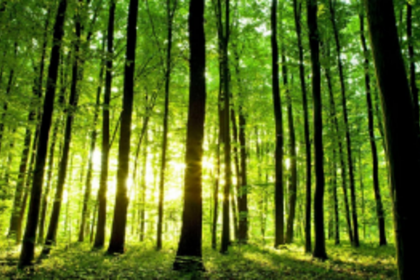 It’s okay to dream of a green Christmas