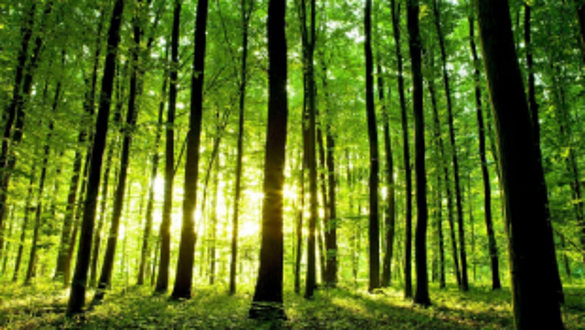 It’s okay to dream of a green Christmas