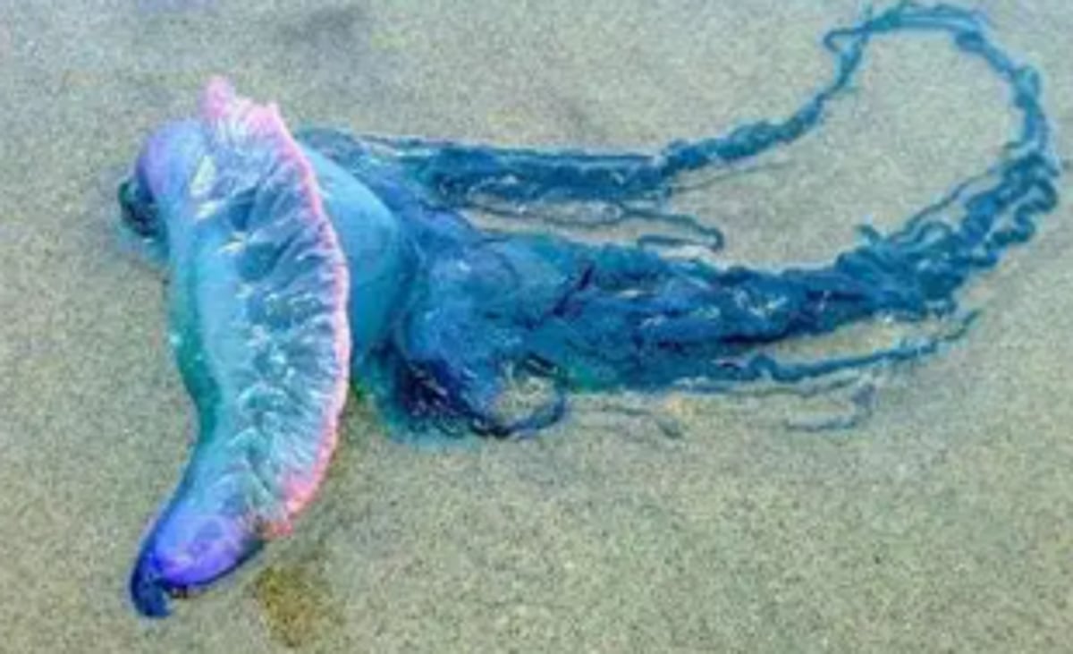 Jellyfish blooms along South Goa beaches prove painful for visitors