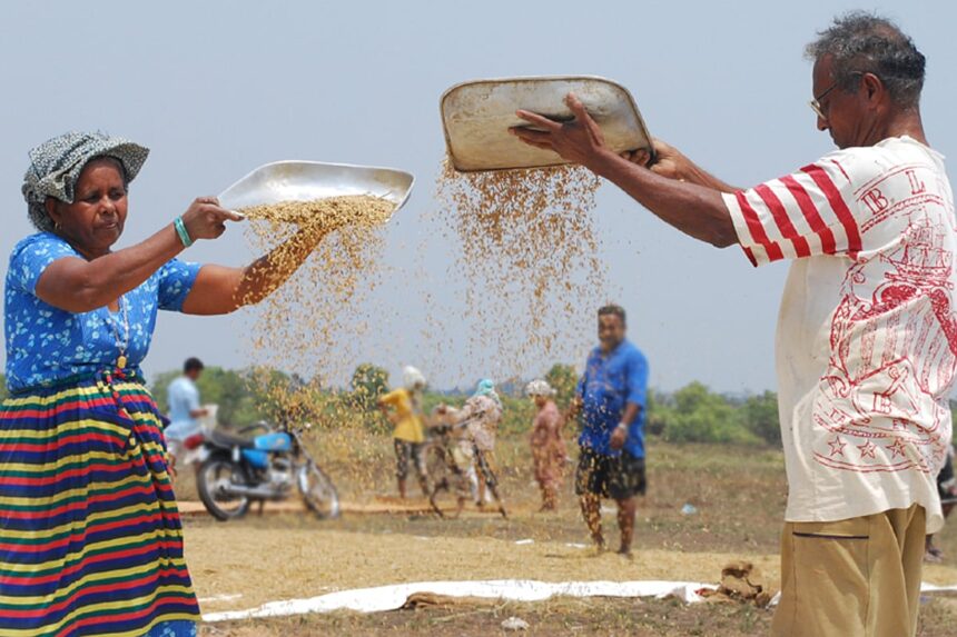 KEEPING TRADITIONAL ALIVE! A couple winnowing the paddy at St Cruz after a good harvest this season. 1 KEEPING TRADITIONAL ALIVE! A couple winnowing the paddy at St Cruz after a good harvest this season.